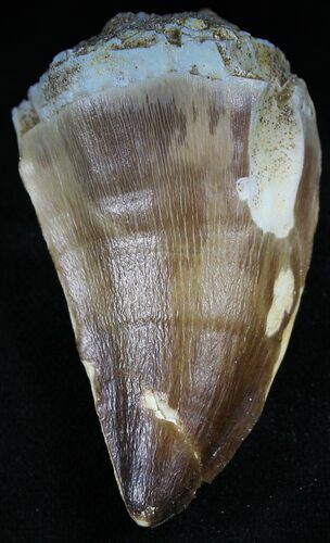 Large Mosasaur (Prognathodon) Tooth #27295